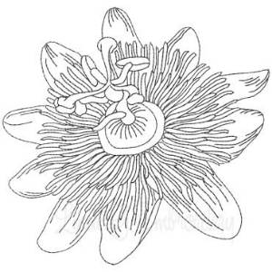 Picture of Passion Fruit Flower Machine Embroidery Design